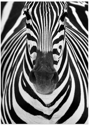 Art Prints of ZEBRA