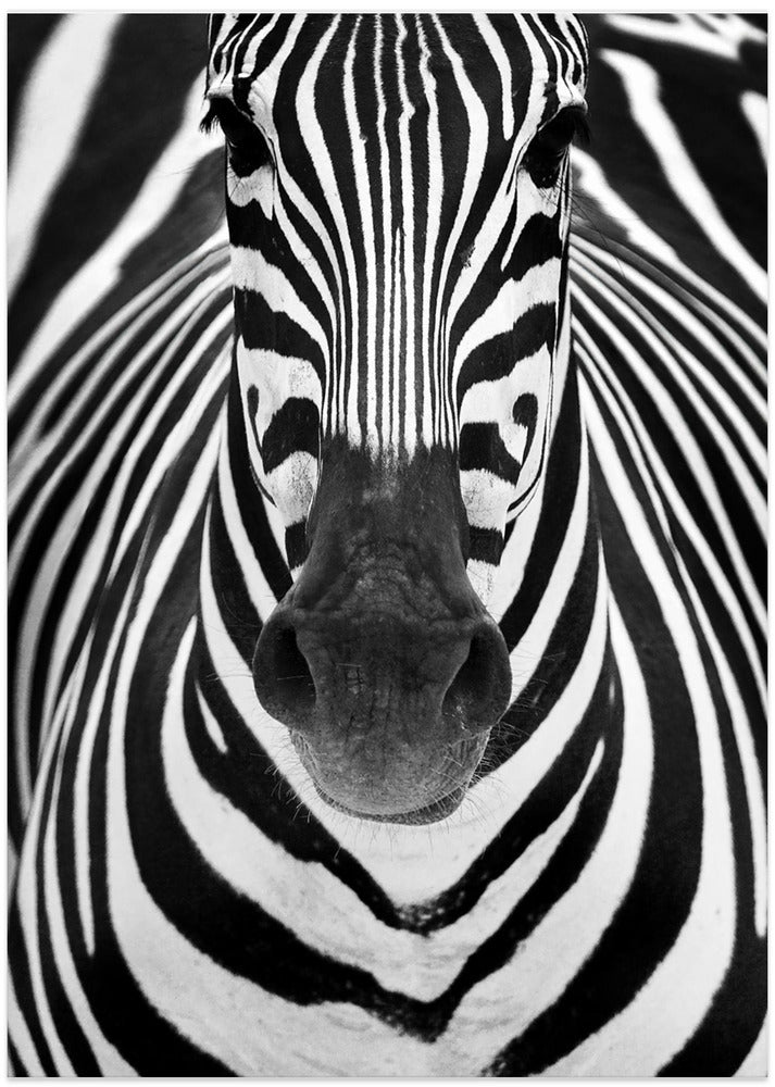 Art Prints of ZEBRA