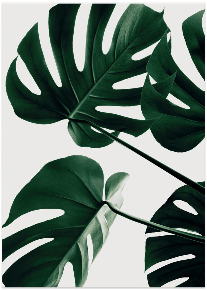 Monstera Natural 43