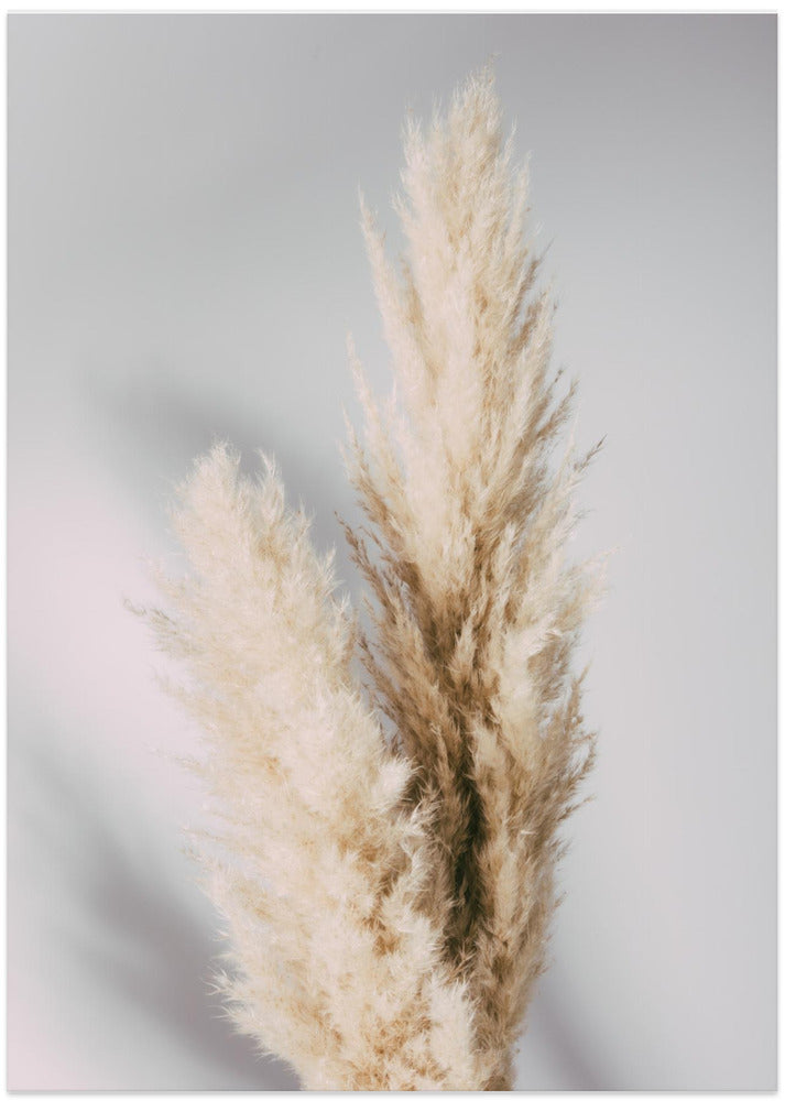 Pampas Grass Grey