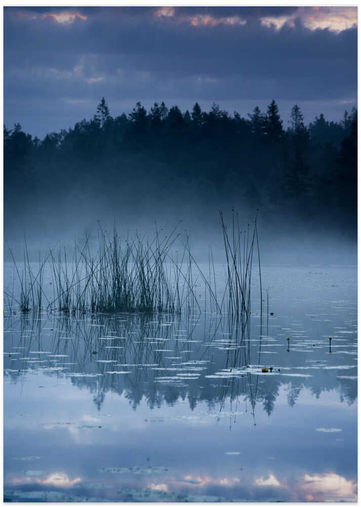 Reed in the morning light