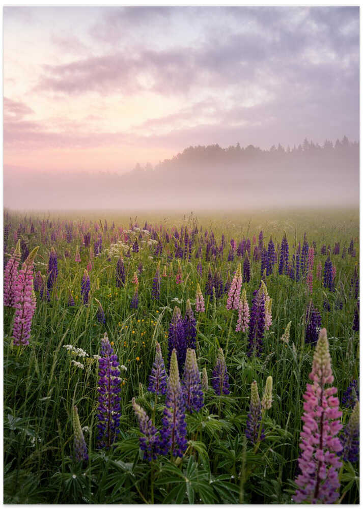 Lupines in fog part 3