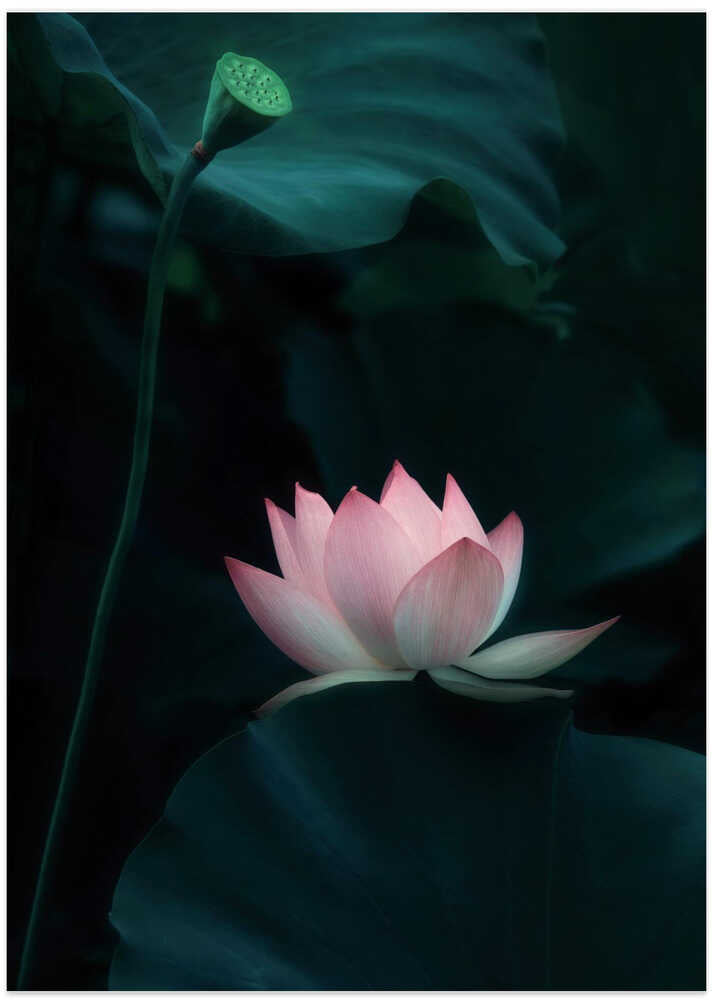 Lotus Flower