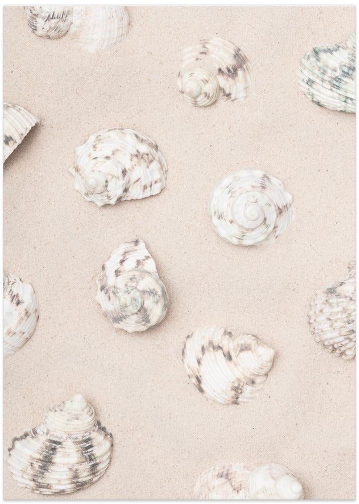 Shells_2