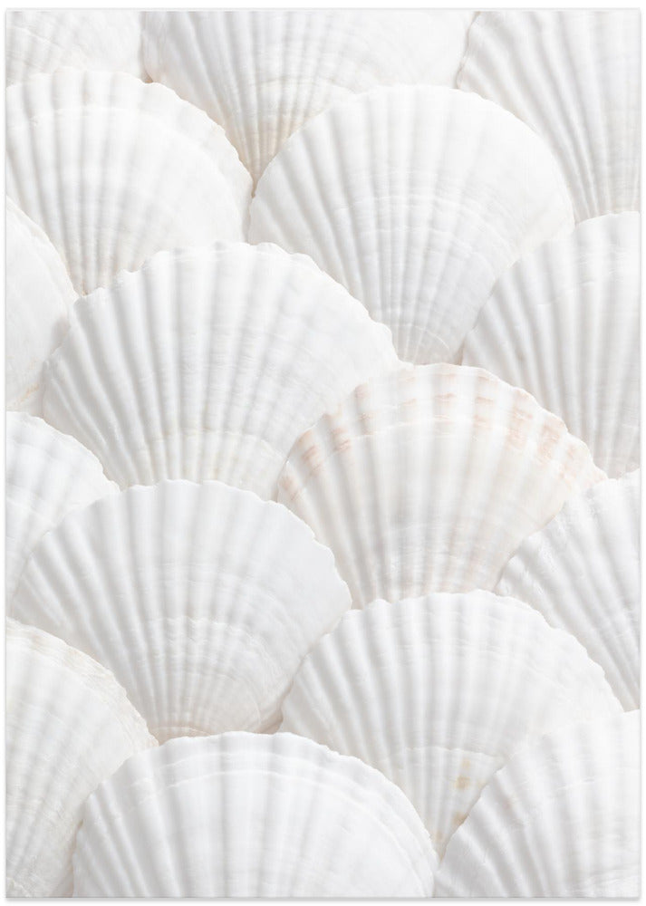 Shells_3