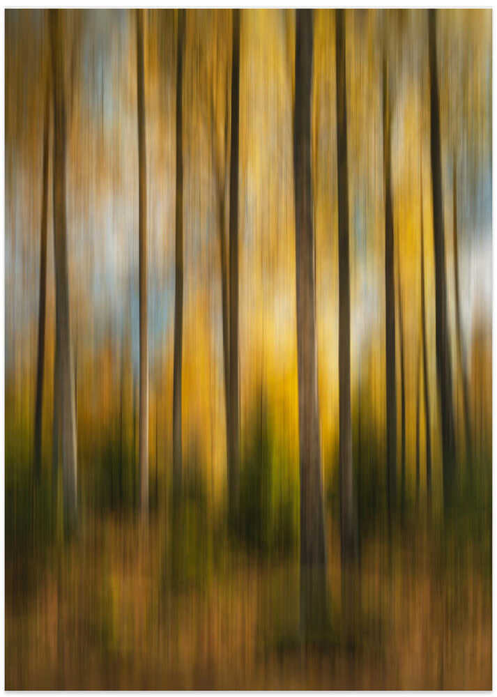 Autumn forest shaky