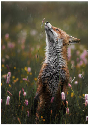 Art Prints of Sniffing