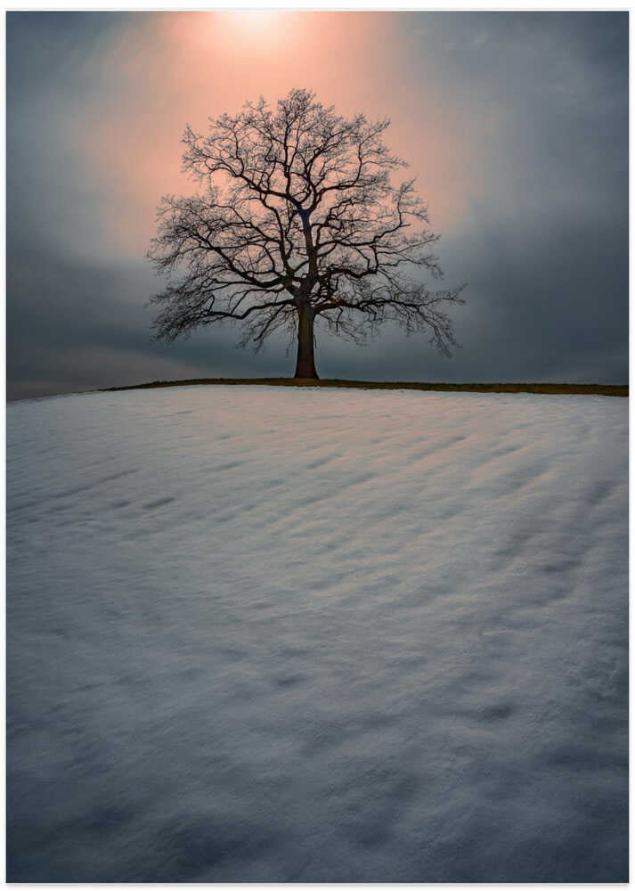 The lonely tree....