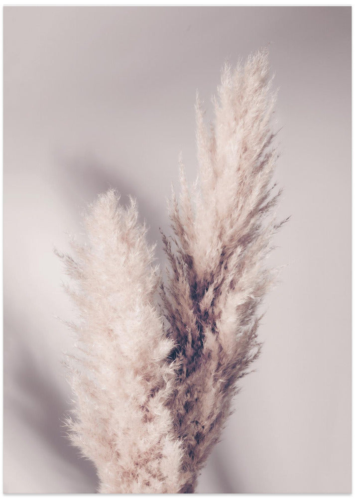 Pampas Grass