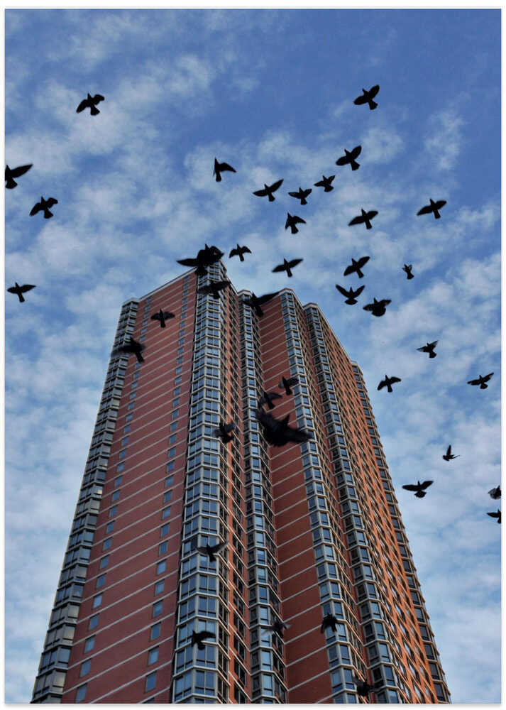 Birds over Manhattan New York