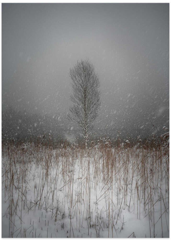 In the fairytale land