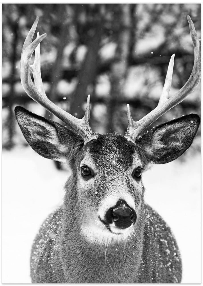 Art Prints of Winter Deer