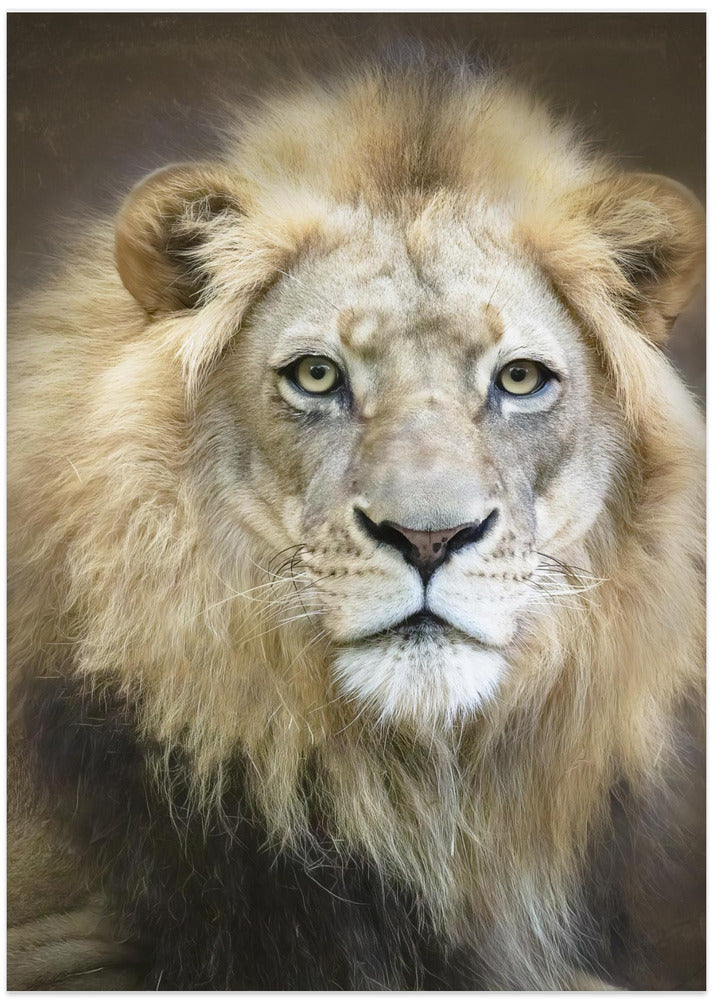 Portrait of a Young Male Lion