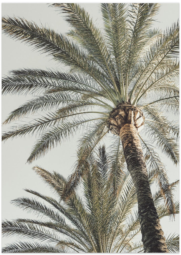 Palm_005