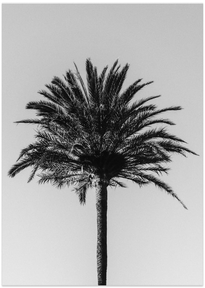 Palm_003