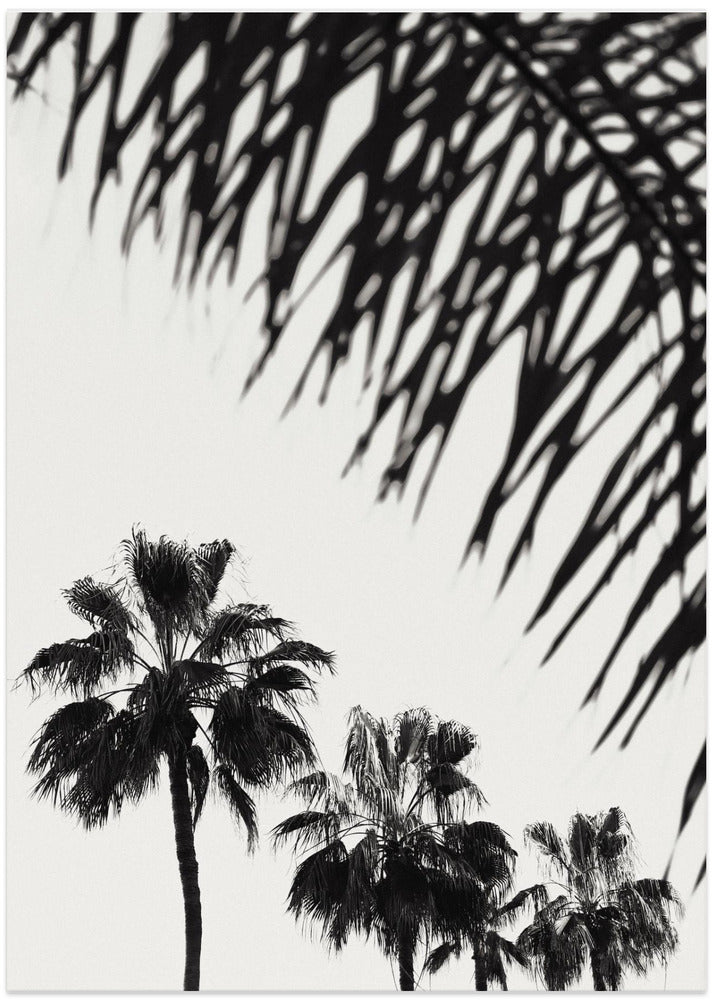 Palm_006