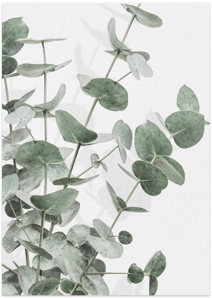 Eucalyptus_003
