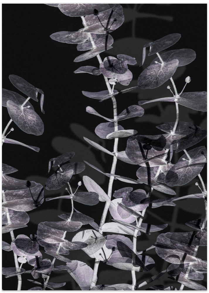 Eucalyptus_Negative_002