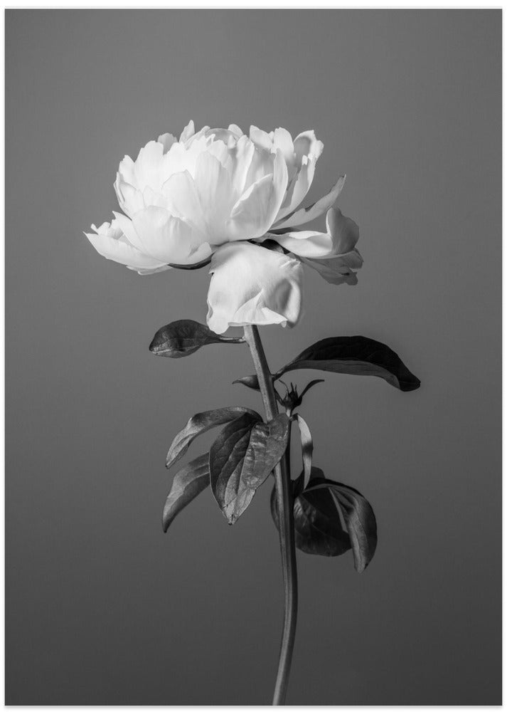 Peony BW