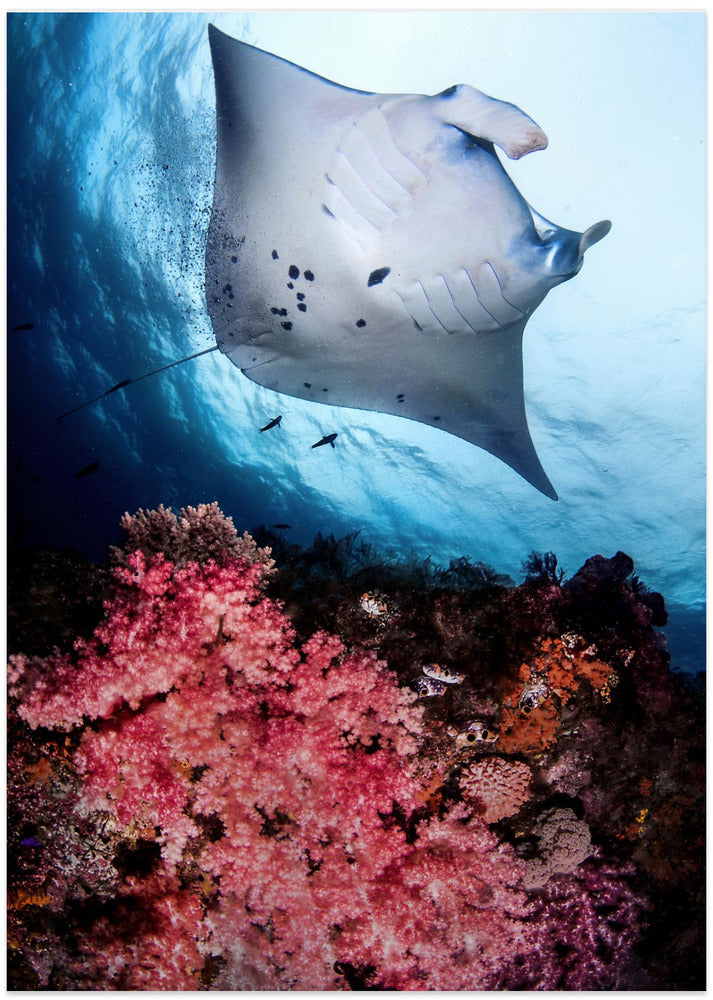 Manta and reef