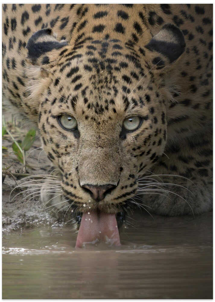 A mesmerising gaze of the fierce