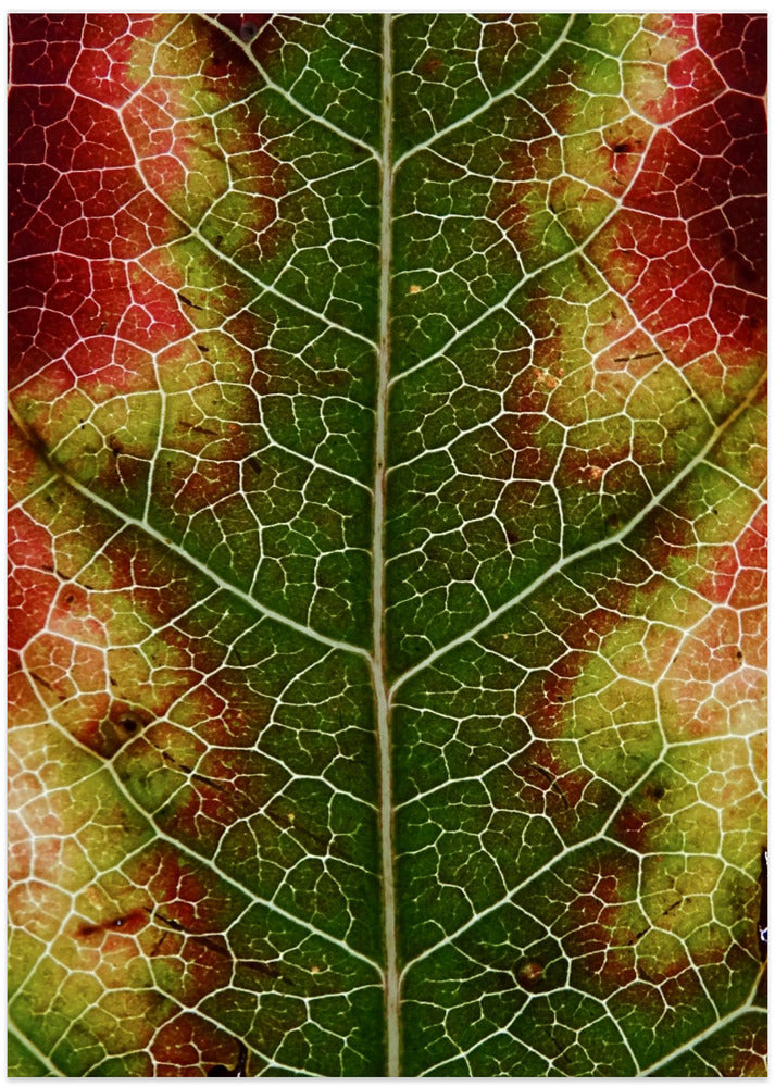 Autumn Leaf