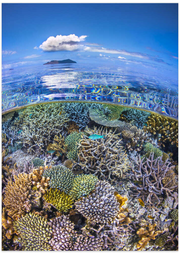 The North Reef Coral Garden
