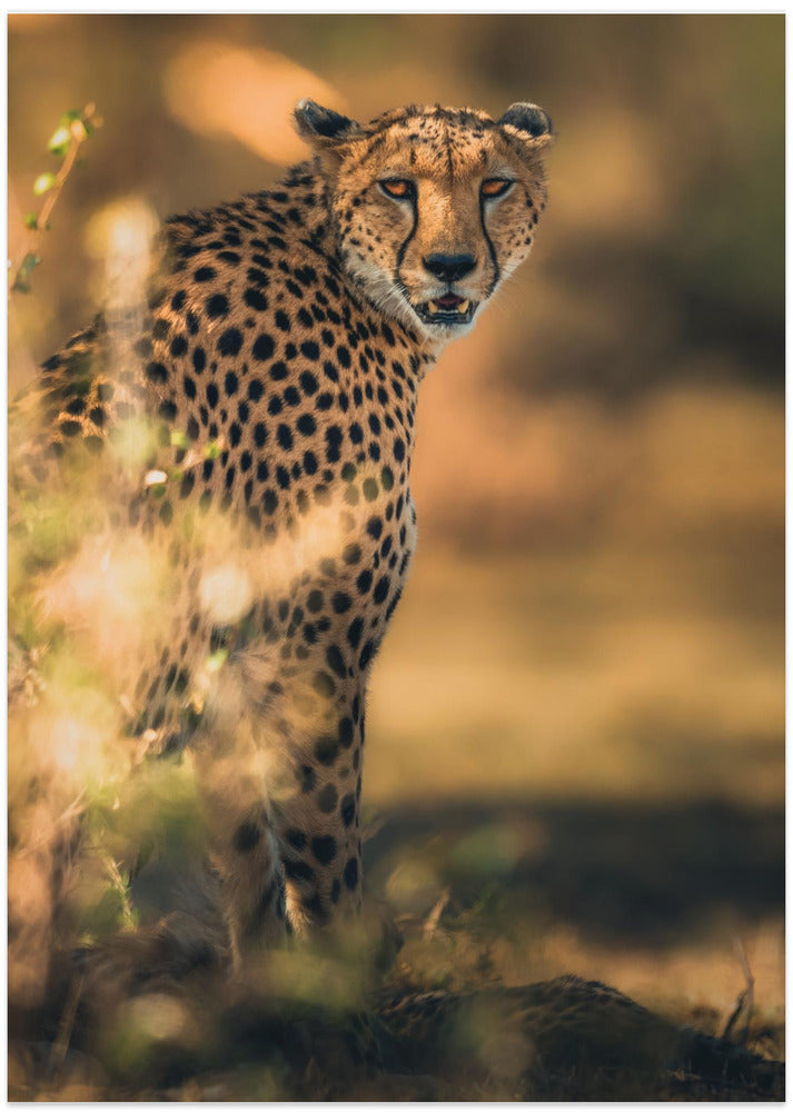 Art Prints of Camuflage