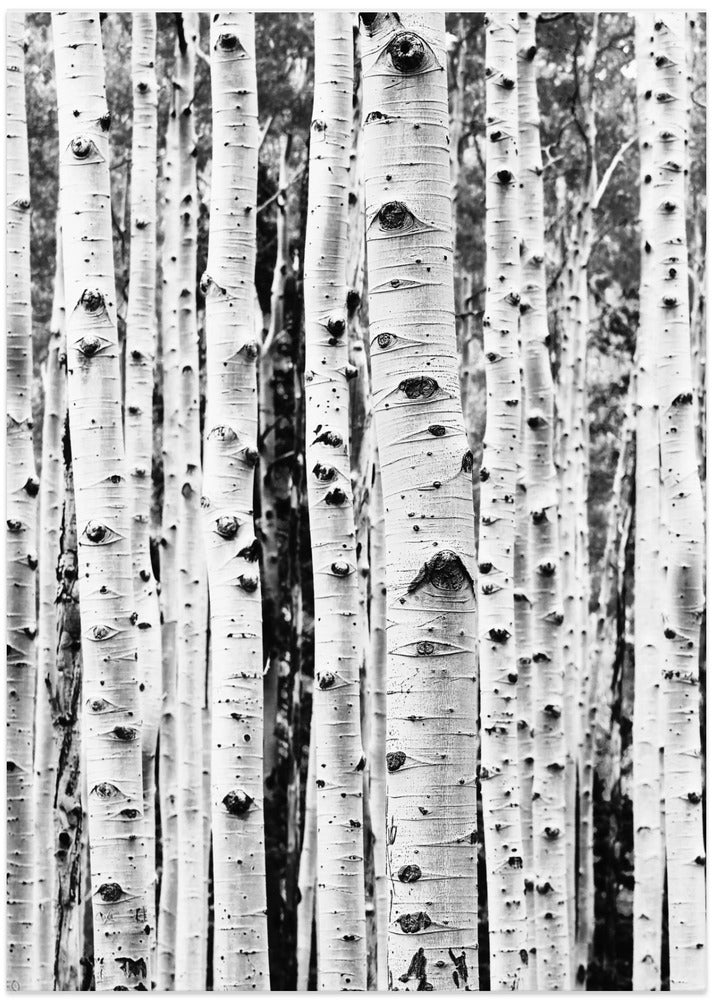 Birches