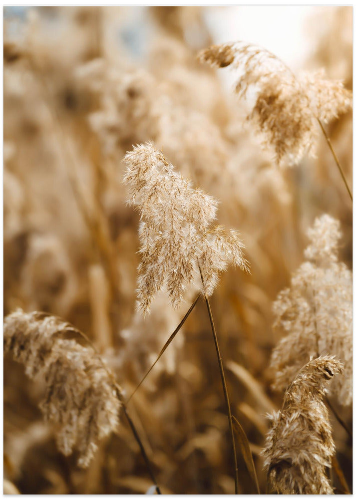 reed flower