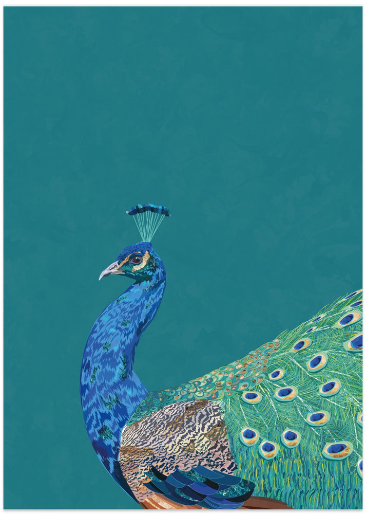 Turquoise peacock