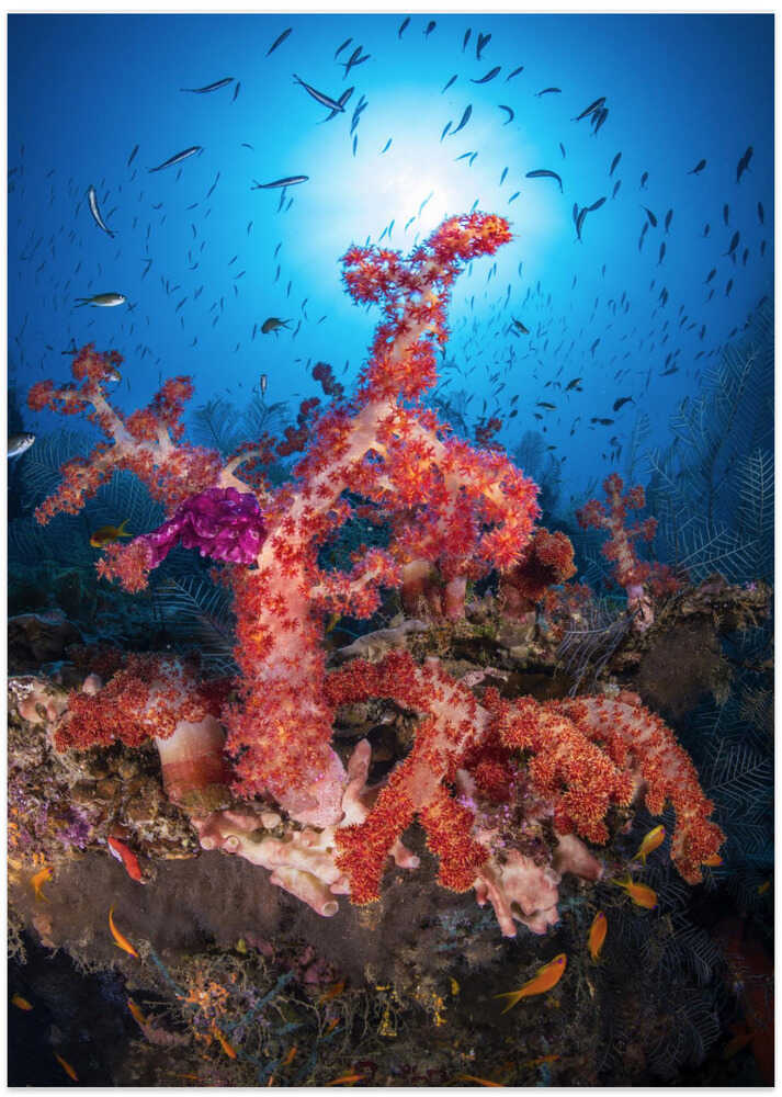 The Alcionaire of Christmas