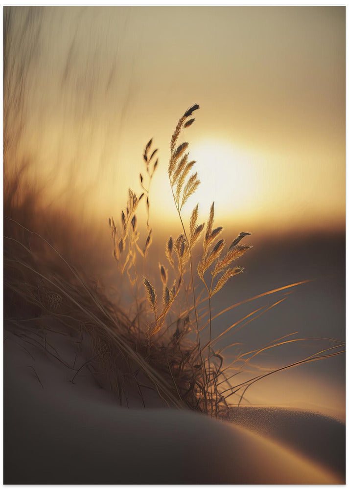 Evening Sun At The Beach