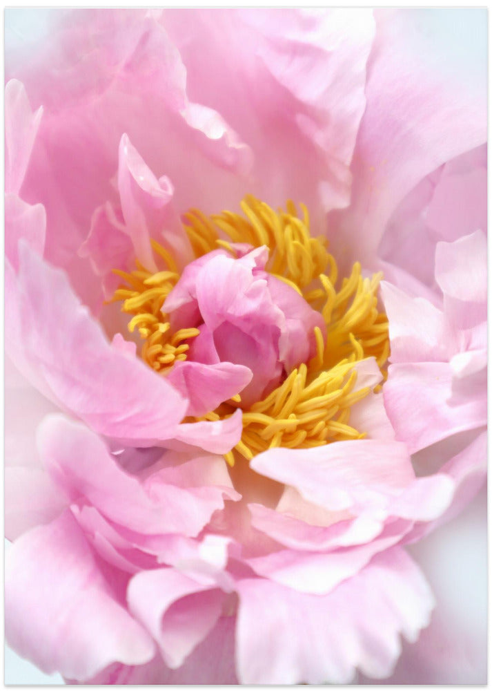 Pink peony I