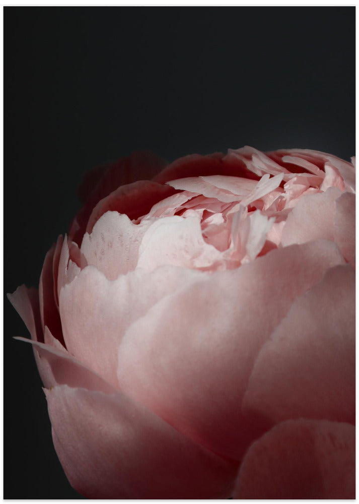 Moody blush peony II