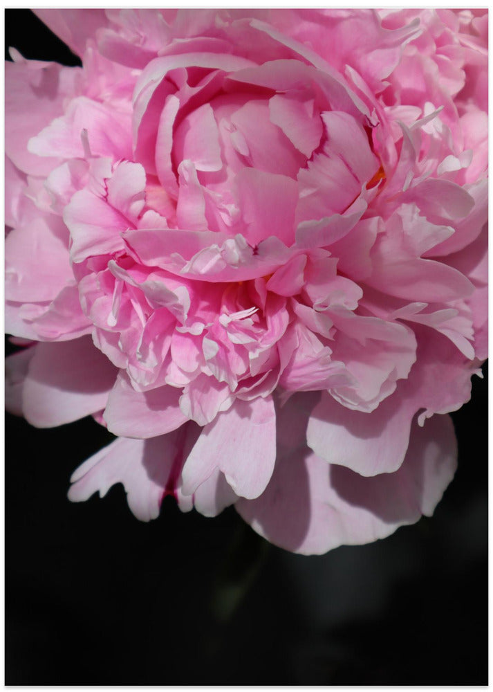 Pink peony V