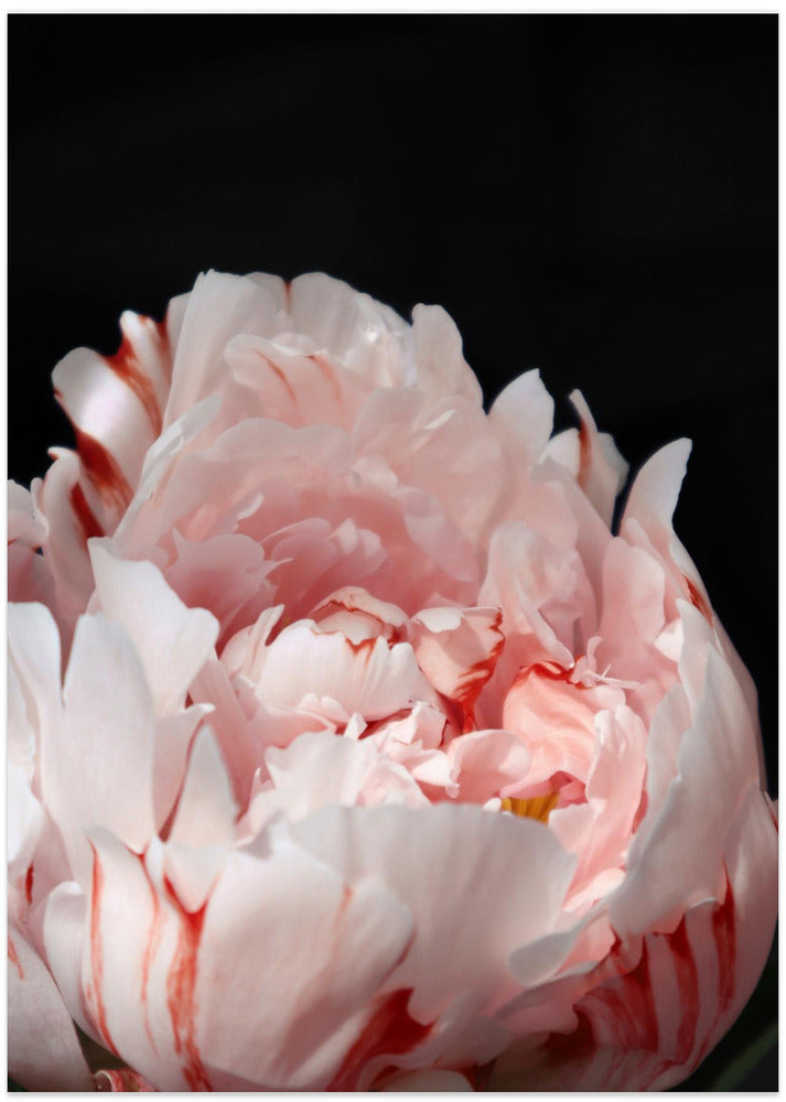 Blush peony VIII