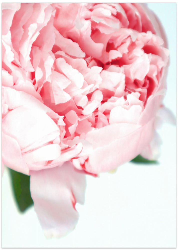 Blush peony VII