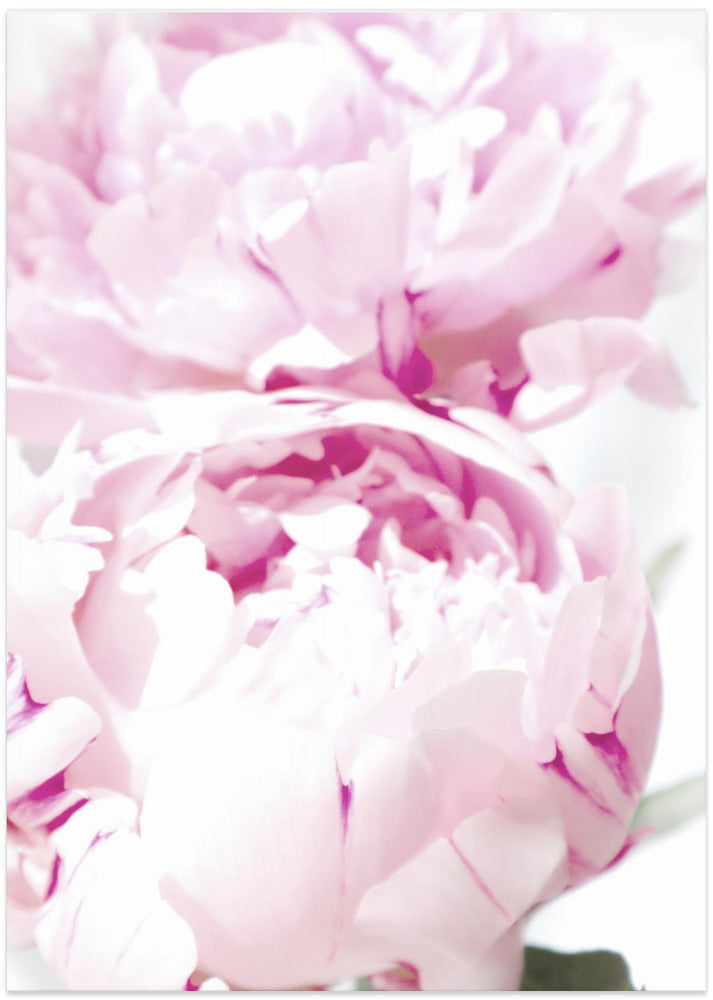 Subdued peony X