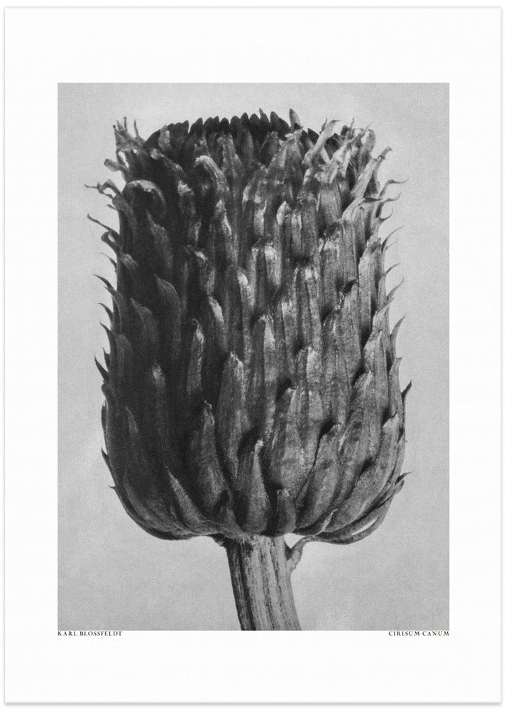 Cirsium Canum (Thistle)