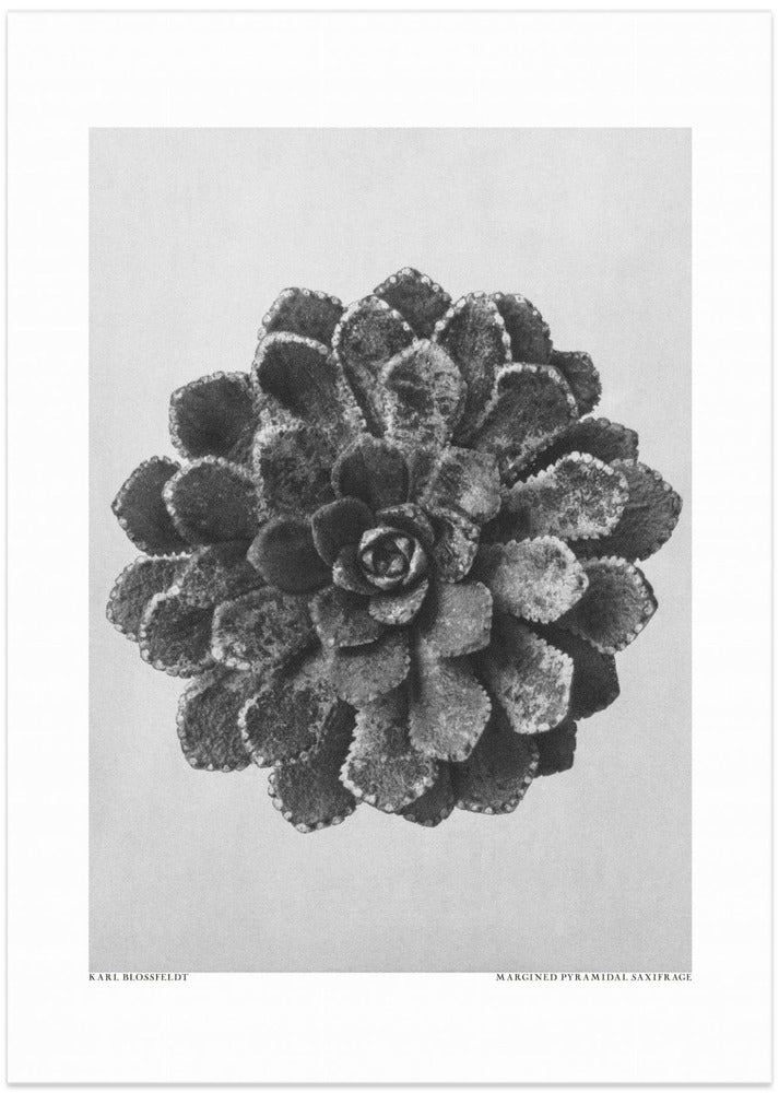 Margined Pyramidal Saxifrage