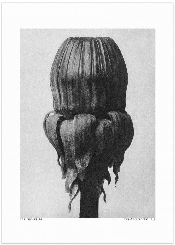 Taraxacum Officinale