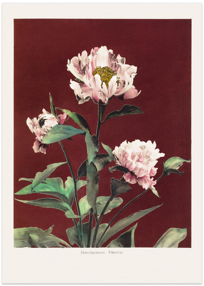 Hærdaceous Peony no2