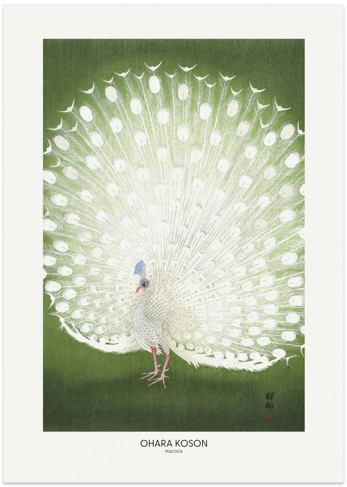 Peacock - Cropped