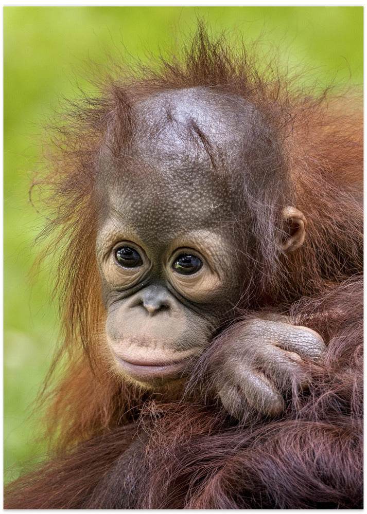 Face baby orangutan