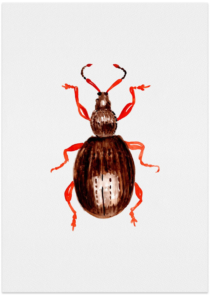 Strawberry root weevil or Otiorhynchus ovatus