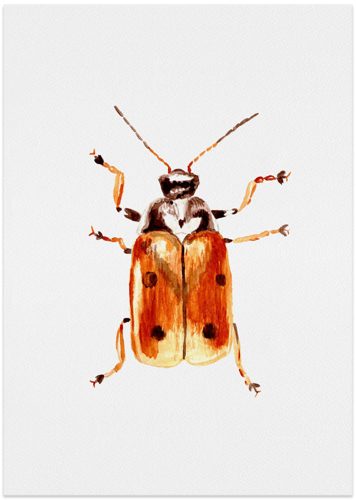 Another leaf beetle the Cryptocephalus cordiger