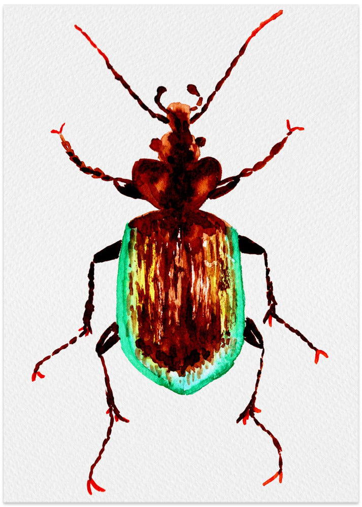 Caterpillar hunter beetle or Calosoma scrutator