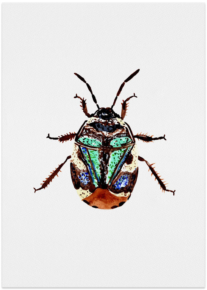 Pied shield bug or Tritomegas bicolor
