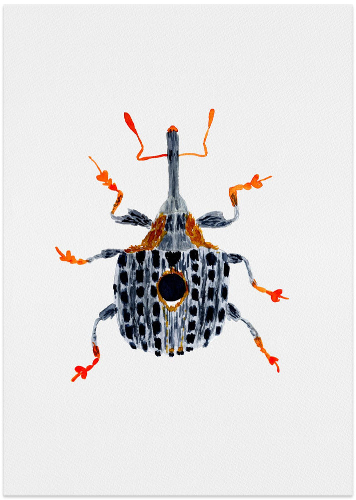 Figwort Weevil or Cionus tuberculosus